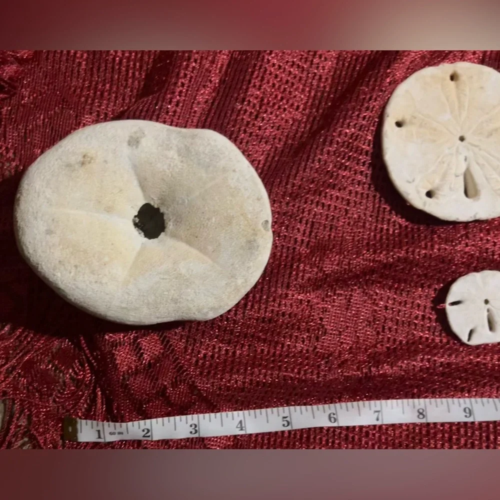 Collection of  Sand Dollars - Picture 7 of 10